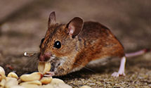 24 Hour & Emergency Exterminators in Matamoras, OH